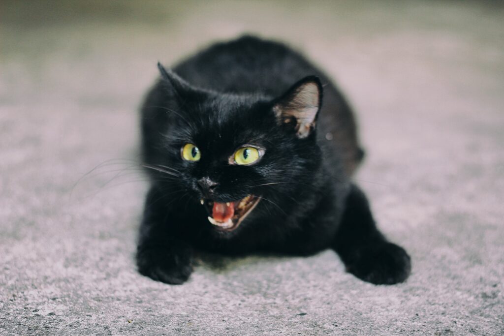 Kot perski czarny – co warto wiedzieć?